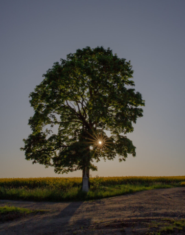 Solitér