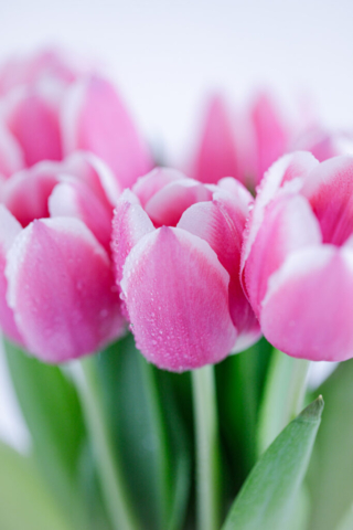 Tulipány
